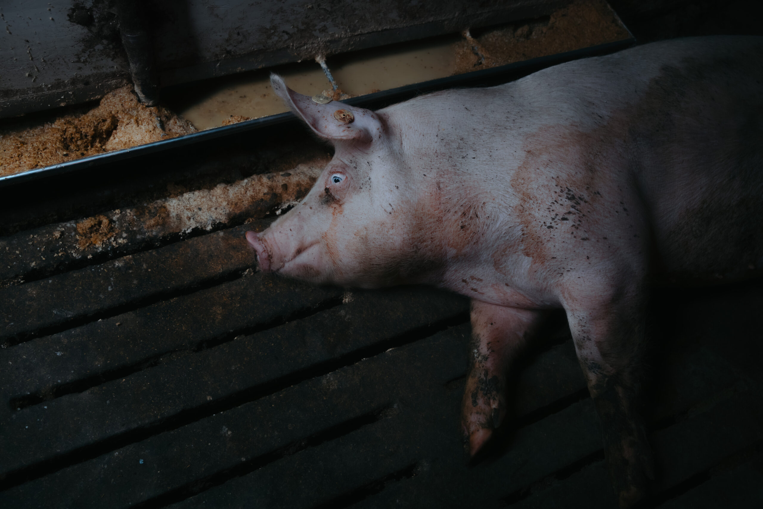 Systematischer Gesetzesbruch in deutschen Schweinebetrieben